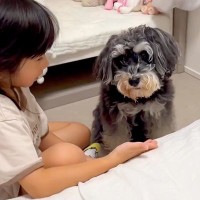 ５歳の女の子が『犬へのお手』に挑戦した結果…とんでもなく尊い『本当の姉妹のような光景』が49万再生「可愛すぎる」「癒された」と絶賛の声