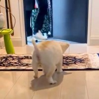 パパたちが帰宅すると、目が見えない犬が玄関で…涙が止まらない『一生懸命お出迎えをする光景』が4万再生「泣いちゃう」「後ろ姿が尊い」と反響