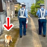 交通指導隊員をするお父さん→朝の散歩で犬が着いていった結果…思わず癒される『尊いやり取り』が34万再生「犬のお巡りさん」「可愛い」と反響