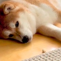 疲れて横になっている犬→目の前におやつを置いてあげた結果…想像すらしなかった『衝撃の展開』が37万再生「油断大敵ｗｗ」「はっやｗ」と爆笑