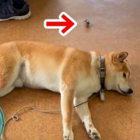 廊下で寝ている犬の後ろに、突然『カニ』が出現→ビックリするかと思ったら…予想外の『まさかの反応』が129万再生「平和ｗ」「反射神経すご」