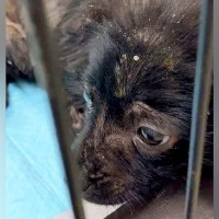 命の期限を決められたボロボロの子犬を保護→『シンデレラになろう』と約束した結果…見違えるほどの『ビフォーアフター』に感動「幸せになって」