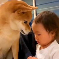 2歳の女の子が危ないことをするので叱った結果→犬が寄ってきて…とんでもなく尊い『まさかの行動』が863万再生　成長したふたりの現在も