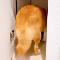 突然『雷』が鳴り、怖がってしまった犬が…抱きしめたくなるほど愛おしい『まさかの対処方法』が78万再生「表情が…」「守りたくなる」と反響