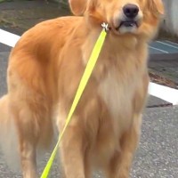 大型犬と朝の散歩へ→普通に歩いていたと思ったら、5分後…想定外な『まさかの光景と態度』が278万再生「眉ｗｗ」「気分じゃないのかなｗ」