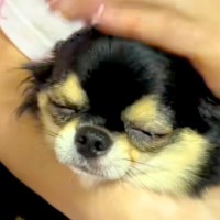 おばあちゃんと『1ヶ月ぶりの再会』を果たした犬→まるで本当の孫のような『尊すぎる光景』に反響「会えて良かったね」「愛情あふれてて素敵」