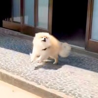 『4時間ぶりに犬と再会』した結果→もはや4年ぶり？愛に溢れている『熱烈歓迎』が6万再生「久々の帰省と思ったらｗ」「可愛すぎる」と反響