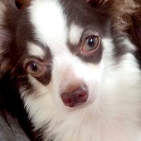 『かっこいい顔』の子犬→すくすく育った結果…まさかの『別犬のような光景』が8万再生「吹いたｗ」「２度美味しい」「若くなった？ｗ」と絶賛