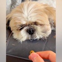 爆睡中の犬の顔に『おやつを近づけてみた』結果→『食べるかな』と思ったら…予想と違う展開に反響「眠気がｗｗ」「ぽやぽや可愛すぎ」と5万再生