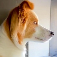 『窓から外を見るときは手をかけないでね』と犬に伝えた結果…ジワジワくる『まさかの光景』が10万再生「ちゃんと守ってて草」「お利口さんｗ」