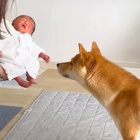 生まれたての赤ちゃんと一緒に帰宅→『犬も歓迎してくれる』と思ったら…予想外な『まさかの光景』に反響「いいコンビになるｗ」「厳重警戒で草」