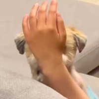 パパを見つめる犬→視界を手でさえぎってみた結果…思わず笑ってしまう『愛おしすぎる光景』が25万再生「可愛すぎて声出たｗ」「ひょっこり」