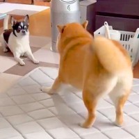 一緒に暮らす相棒犬にちょっかいを出す犬→想定以上に『クセが強すぎる行動』が31万表示「混ざりたいｗｗ」「華麗に突破してて笑った」と爆笑