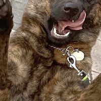 『花壇の写真を撮りたかったのに…』なぜかめちゃくちゃ邪魔をしてくる犬→溢れ出る『陽キャ感』に3万いいね集まる「自信凄いｗ」「たまらん」