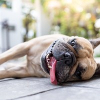 犬が夏に『食欲減退』する理由5つ　きちんと食事を摂るためにオススメな改善策まで