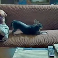 外出先で『見守りカメラ』を確認→留守番中の犬が…ソファーでしていた『可愛すぎる行動』が234万表示「吸い込まれてるｗ」「溶けてて草」