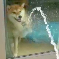 家の中にいる犬→窓越しに『ホースで水を当ててみた』結果…まるで子供のような『可愛すぎる行動』に1万いいね「何回も見たい」「飽きないｗ」