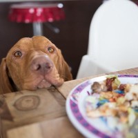 犬が『誤飲』すると命を落とすモノ5選　予期せぬ事故を防ぐために日頃からすべきことまで