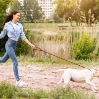『長距離散歩が必要な犬種』5選　主な共通点や一日の適切な運動時間まで解説