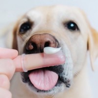 犬の『歯磨き』絶対やってはいけないNG行為4選　やり過ぎによる悪影響や正しいケア方法まで