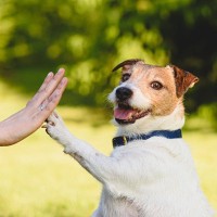 犬も『ジェスチャー』で意思表示することがある？何気ない8つの仕草に隠されている心理とは