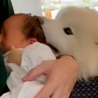 赤ちゃんに困惑していた大型犬→少しずつ距離が縮まって…1年後、思わず泣ける光景が84万再生「優しいお兄ちゃん」「素敵な関係」と感動の声