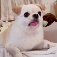 『ホラー番組』を観ていたら、隣にいた犬が…まるで人間のような『完璧なリアクション』が10万再生「完全に全部理解してる顔ｗ」「口角がｗ」