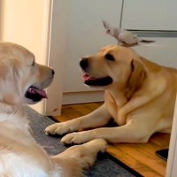 2匹の大型犬の頭に、オカメインコが飛んできて…まるでおとぎ話のような『尊い光景』が8万再生「超笑ってて最高」「世界中の幸せが詰まってる」