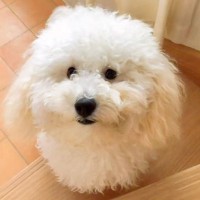 もふもふになった犬をトリミングした結果…衝撃的な『別の動物になったビフォーアフター』が41万再生「さっぱりしすぎで草」「笑うｗｗ」と爆笑