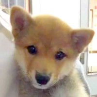 『病気で売りものにならない』と言われた子犬→息子が『病気やとあかんの？』とポツリ…涙が出る5年後の光景が76万再生「幸せそうなお顔…」