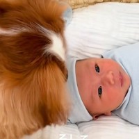 ママが妊娠している時から家にいた犬→ついに赤ちゃんが生まれてきて…愛にあふれた『素敵なストーリー』に思わず感動「癒された」「映画作れる」