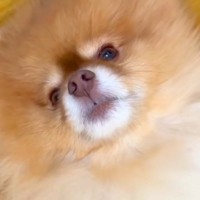 旅行のあいだ友人に犬を預けることに→『夜、寂しがっているかな』と思ったら…衝撃的な『まさかの光景』に反響「呑気で草」「賢いｗ」と5万再生