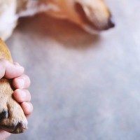 犬が『突然死』考えられる原因5選　前兆はあるの？あらかじめできる対策とは