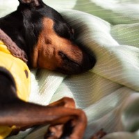 犬が誤食すると危険な『虫』5選　万が一食べてしまったときの症状とは？