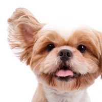 犬が反応してしまう『7つの音』とは　大好きな音から苦手な音までご紹介