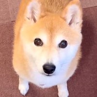 『結婚して実家を離れた兄』が夕飯を食べに帰省予定→食器を準備してたら、犬が…察しが良すぎる『まさかの行動』が223万再生「愛が溢れてる」