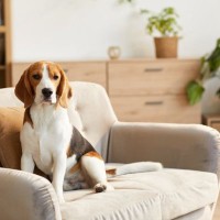 犬が『ソファに乗っかる』理由4選　高いところに乗りたがる心理や対策まで