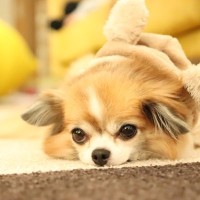 犬が叱られているときに『上目遣い』してくる心理5選　しつけ中に考えていることや指摘するときの注意点とは？