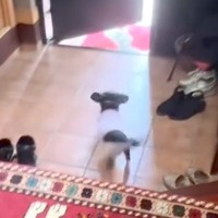 1人で実家に帰っていたパパが帰宅→玄関で『気配を察知した犬』が…想像以上の『熱烈大歓迎』に反響「倍速かと思ったｗｗ」「動き早すぎる」