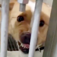 『人に噛みついていた保護犬』に寄り添い続けた結果…４ヶ月後→同じ犬とは思えない『泣ける変化』が10万再生「顔つきが違う」「素晴らしい」