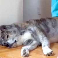 トイレに行こうとしたら、床で寝ていた『45キロの秋田犬』が…とんでもなく邪魔な『まさかの光景』に反響「置物化してて草」「うちもそうｗ」