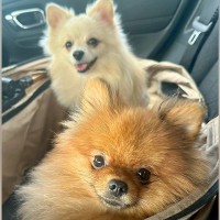 まるで小さな子供？『ドッグランに向かう犬』と『家に帰る時の犬』を比較した光景に18万いいね集まる「人間と一緒ｗｗ」「可愛すぎ」と大絶賛