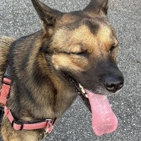 『あんたは言い返さないの？』近所のおばあちゃんに声を掛けられた大型犬…尊くて優しいやり取りに22万いいね「素敵すぎ」「ジェントルワン」