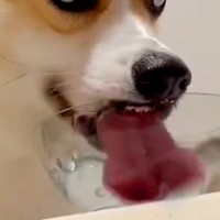 水を飲む犬の『飲み方』を観察した結果…思った以上に凄い『衝撃的な表情』に179万表示「水キメてて草」「前歯かわいいｗｗ」爆笑と絶賛の声