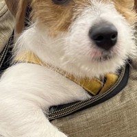 子犬をリュックに入れ、一緒にお買い物をしていたら…貫禄がありすぎる『衝撃の態度』が60万表示「社長感ｗ」「乗ってく？って感じｗ」と爆笑