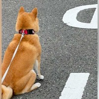 柴犬の散歩中に『別の柴犬と遭遇した』結果…思った以上に『ポケモンバトルすぎる光景』に1万いいね「かわいいｗｗ」「柴距離がｗ」と爆笑の声