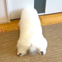 2日間、家に帰ってこなかった2人のお兄ちゃん→『帰ってくるよ』と犬に伝えた結果…『全身で愛を伝える光景』思わず感動「絆の深さを感じる」