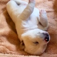 7個あるべき骨が、生まれつき5個しかない赤ちゃん犬…涙がとまらない『2年後の展開』が103万再生「胸が熱くなった」「感謝しかない」と称賛