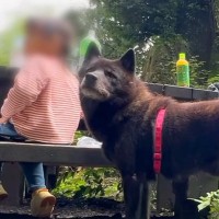 小さな女の子が犬と一緒に山登り→パパがトイレに行った結果…泣けるほど尊い『番犬すぎる行動』が79万再生「守ろうと…」「家族想い」と反響