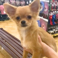 値下げされた『6ヶ月の売れ残り犬』→気になって4日連続で会いに行き…人生が変わった『素敵な物語』が12万再生「泣ける」「待ってたんだ」